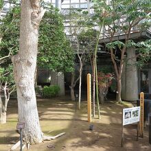 大きな常緑樹や花が育てられていました