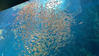 充実した水族館