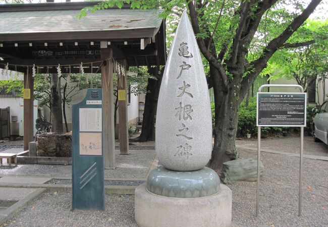 本物は細い大根です