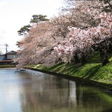 鶴岡公園の桜