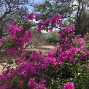 珍しい植物を見ながら平坦な散歩道