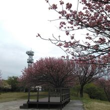 展望台もあって、桜が綺麗です。