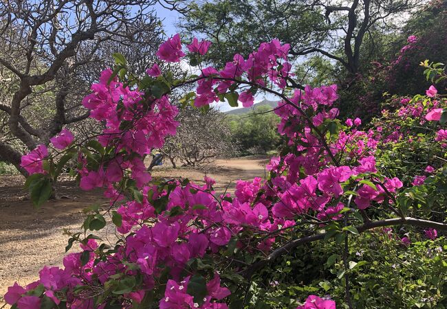 珍しい植物を見ながら平坦な散歩道