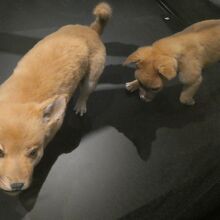 開拓時代に人間が持ち込み野生化した犬・ディンゴの子犬の剥製