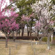 梅園が綺麗でした