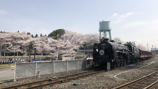 屋外エリアは桜が綺麗でした