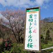 現在は桜の名所