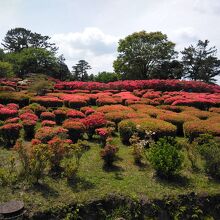 見事なつつじ 