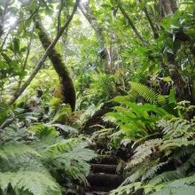 登山道は整備され歩きやすい