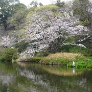 水辺と桜が楽しめる公園 （八景水谷） 