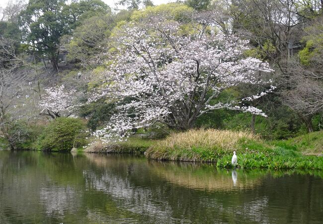 水辺と桜が楽しめる公園 （八景水谷） 