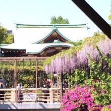 藤の花とツツジで春らんまん