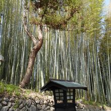坂沿いには竹林が見られます