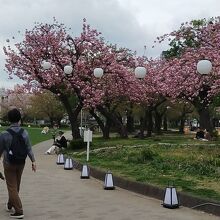 桜が満開でした