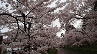 名にし負う《桜の名所》弘前公園