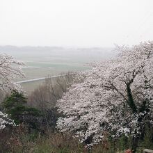 虎御前山の桜。