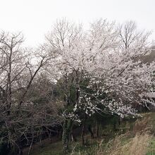 虎御前山の桜。