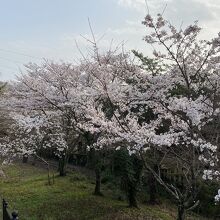 虎御前山の桜。