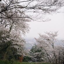 虎御前山の桜と琵琶湖。