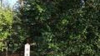 藤原氏の流れの公家