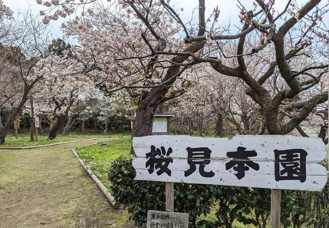 新しい品種、珍しい品種をそろえている