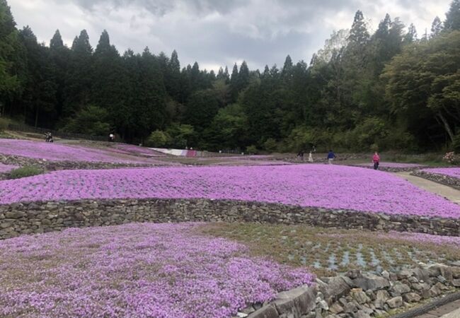 芝桜がじゅうたんのよう