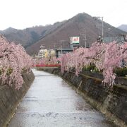 桜並木がすばらい