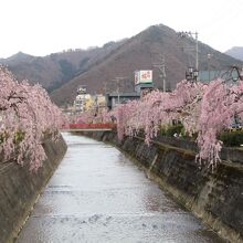 倉津川沿いの桜並木