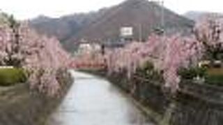 桜並木がすばらい