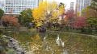 紅葉シーズンは池を囲むモミジの赤色とイチョウの黄色に空の青色のコンストラストが奇麗です！