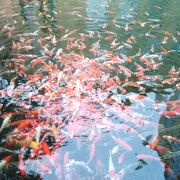 赤い金魚が色鮮やかで、素晴らしい花港観魚