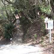 貴重な原生林の山です。