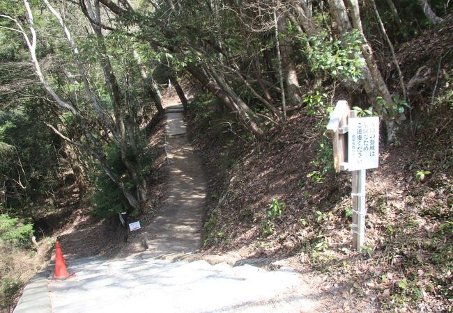 貴重な原生林の山です。