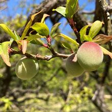 梅の実がなる頃