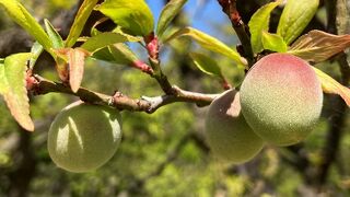 密にならずにゆったり散歩