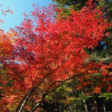 本堂横の紅葉