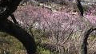 結構楽しめます