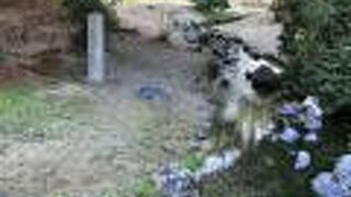 人工の小川です