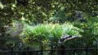 子供たちが喜びます