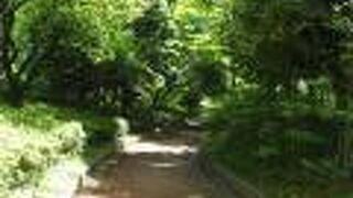 森林浴が楽しめます