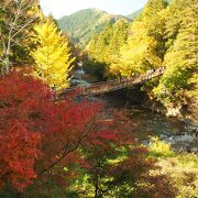 見事な紅葉と吊橋の景観が美しい