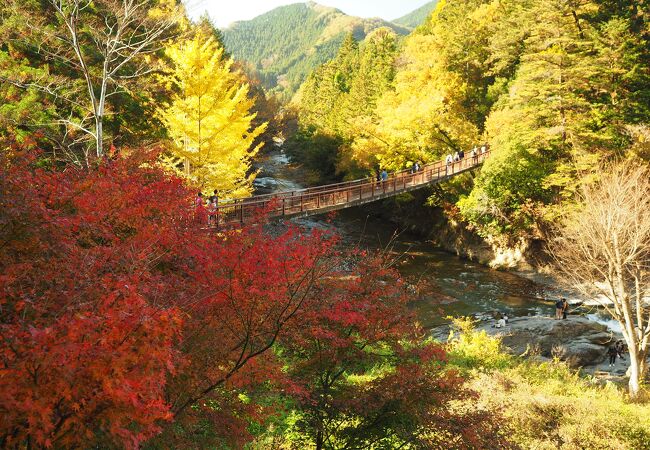 見事な紅葉と吊橋の景観が美しい