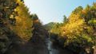 上流と下流で全く違う表情の紅葉が楽しめます