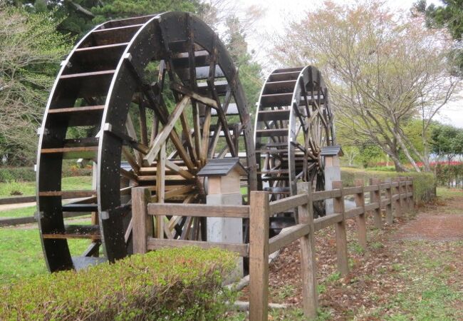 営業中 close 杉並木 看板 （杉並木公園 クチコミ・アクセス