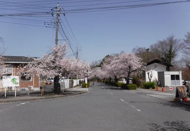 長瀞桜並木 クチコミ アクセス 営業時間 長瀞 フォートラベル 長瀞桜並木 クチコミ アクセス 営業時間 長瀞 フォートラベル
