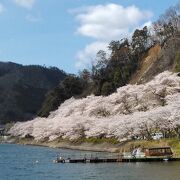 琵琶湖と満開の桜がみごとです