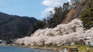 琵琶湖と満開の桜がみごとです