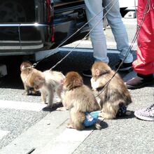 「モンキーパフォーマンスショー」の出番を待つお猿さん