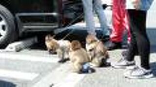 Tポイントもたまるし、クレジットカードも使えます