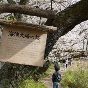 桜名所１００選　納得！